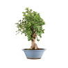 Ginkgo biloba - B5217