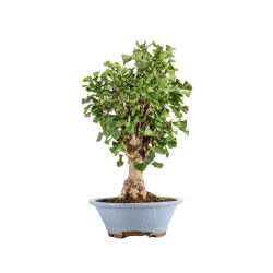 Ginkgo biloba - B5217