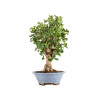 Ginkgo biloba - B5217