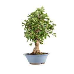 Ginkgo biloba - B5217