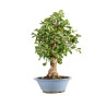 Ginkgo biloba - B5217