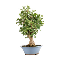 Ginkgo biloba - B5217