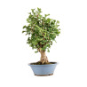 Ginkgo biloba - B5217