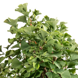 Ginkgo biloba - B5217