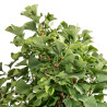 Ginkgo biloba - B5217