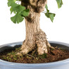 Ginkgo biloba - B5217