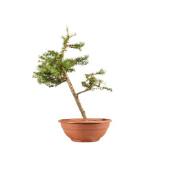 Larix decidua - B5220