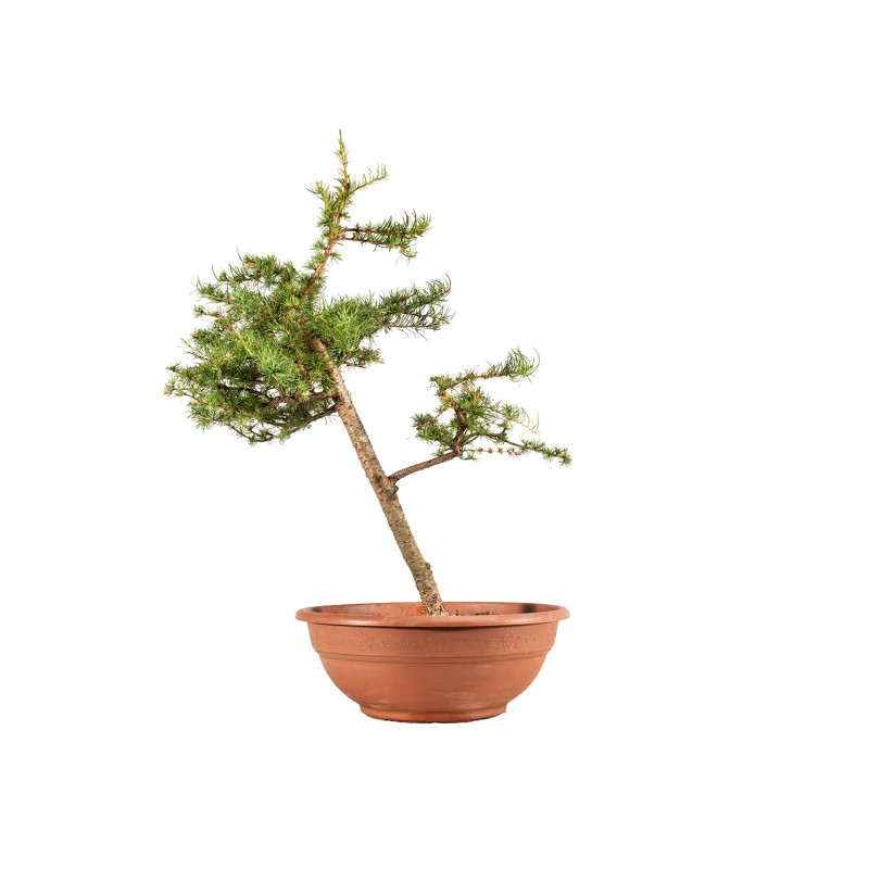 Larix decidua - B5220