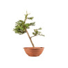 Larix decidua - B5220