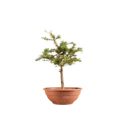 Larix decidua - B5220