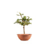 Larix decidua - B5220