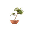 Larix decidua - B5220