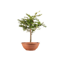 Larix decidua - B5220