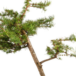 Larix decidua - B5220
