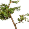 Larix decidua - B5220