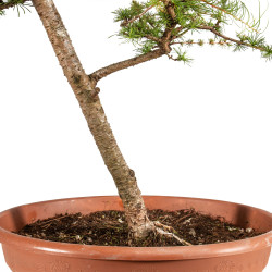 Larix decidua - B5220