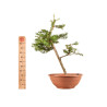 Larix decidua - B5220