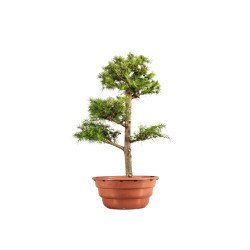 Larix decidua - B5224