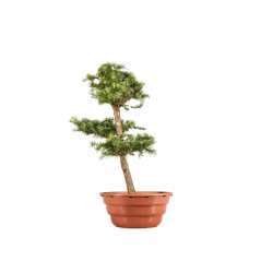 Larix decidua - B5224