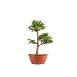 Larix decidua - B5224