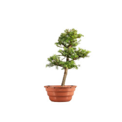 Larix decidua - B5224