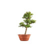 Larix decidua - B5224