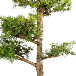 Larix decidua - B5224