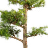 Larix decidua - B5224
