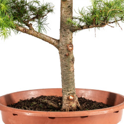 Larix decidua - B5224
