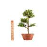 Larix decidua - B5224
