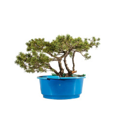 Pinus sylvestris - B5226