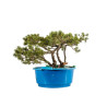 Pinus sylvestris - B5226