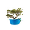 Pinus sylvestris - B5226