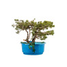 Pinus sylvestris - B5226