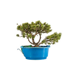 Pinus sylvestris - B5226