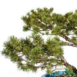 Pinus sylvestris - B5226