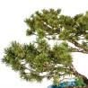 Pinus sylvestris - B5226