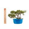 Pinus sylvestris - B5226