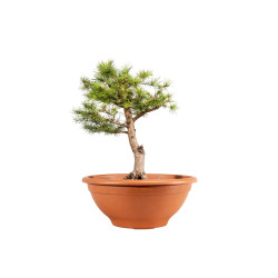 Larix decidua - B5227