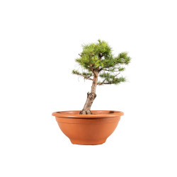 Larix decidua - B5227