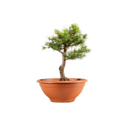 Larix decidua - B5227