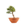 Larix decidua - B5227