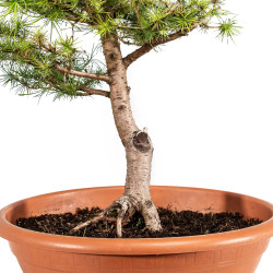 Larix decidua - B5227