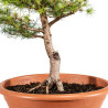 Larix decidua - B5227