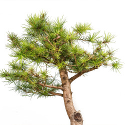 Larix decidua - B5227