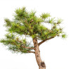 Larix decidua - B5227