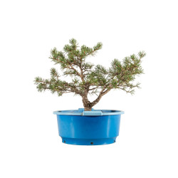 Pinus sylvestris - B5258