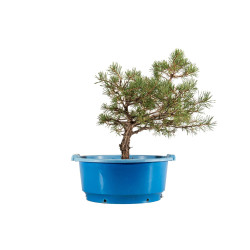 Pinus sylvestris - B5258