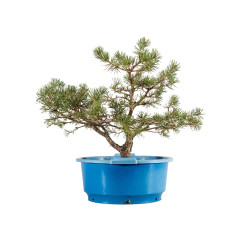Pinus sylvestris - B5258
