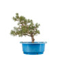 Pinus sylvestris - B5258